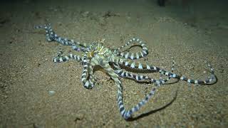 My Friend Mimic Octopus (HD)