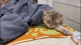 1 Year Old Cat Pepper Sleeping Under Sweatshirt With One Hand Stretched Out On Bed