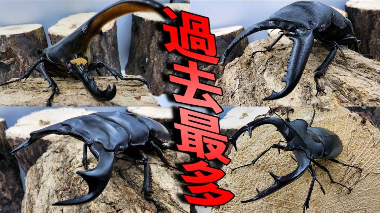 世界の珍しいクワカブをオークションサイトに出品した結果 - YouTube