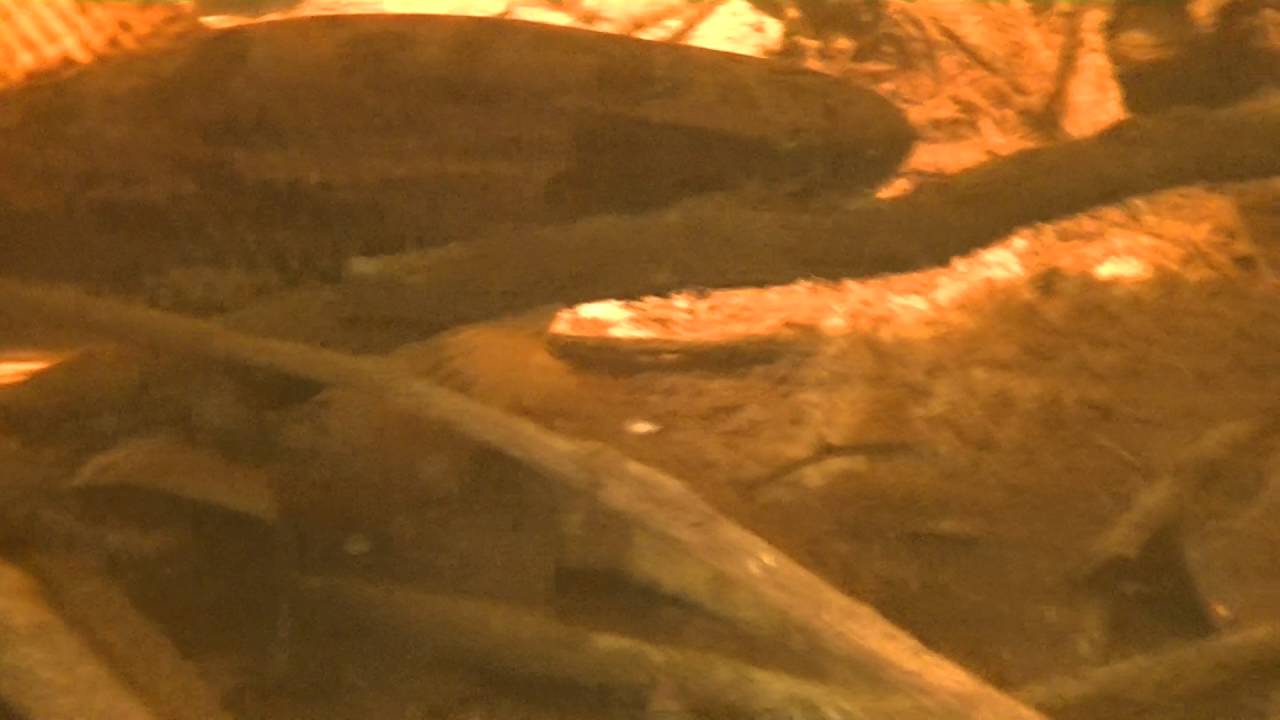 Hoplias malabaricus Rio Coco Inirida Colombia