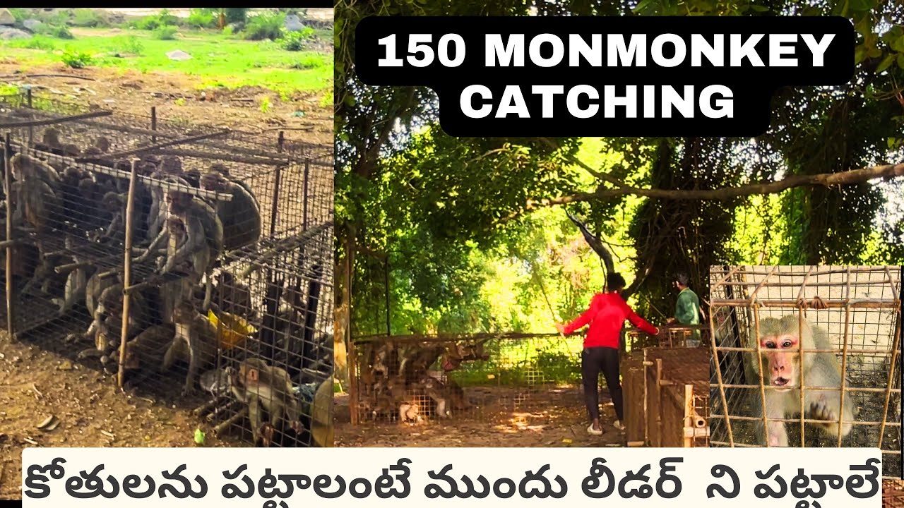 200 కోతుల batch నీ ￼మొత్తానికి  పట్టేశాము ￼ఇ రకముగా కోతులను trap  చేస్తాం Monkey catching official ￼
