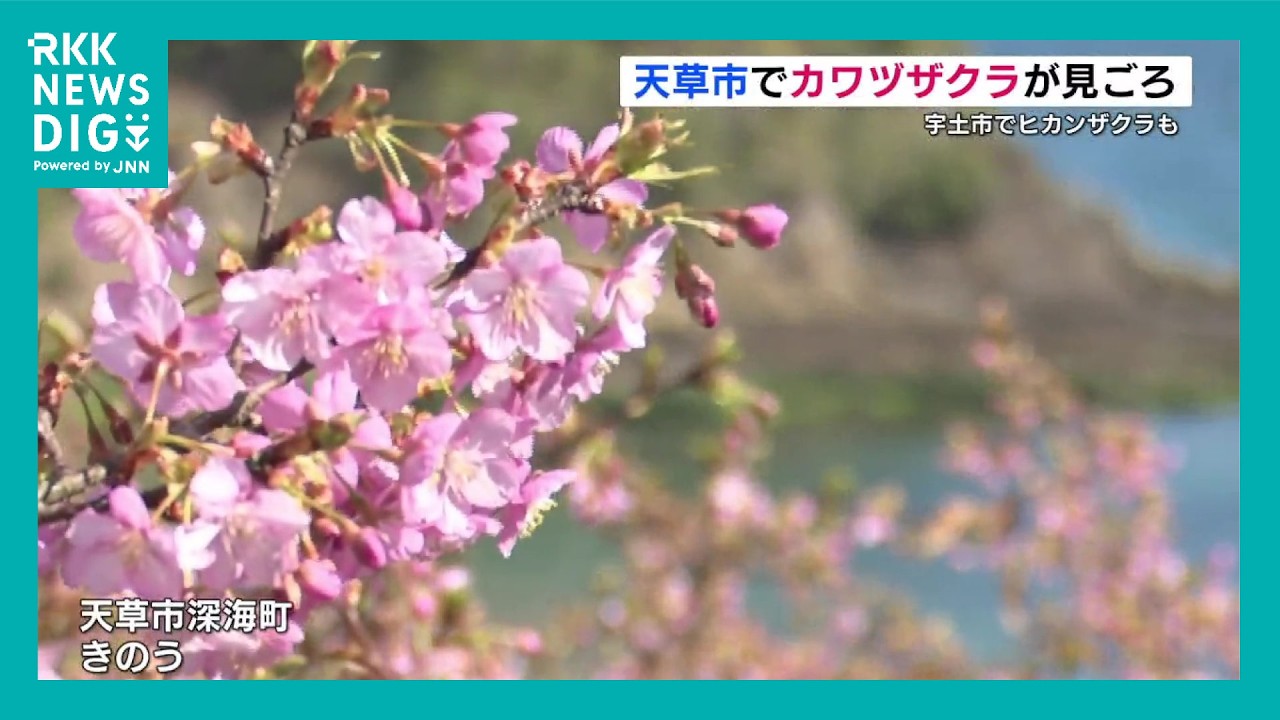 Early-blooming cherry blossoms in full bloom across Kumamoto