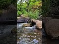 Refreshing Small Stream Flow - No Talking ASMR