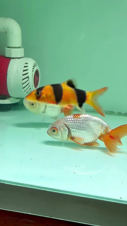 https://vt.tiktok.com/ZSBDrDGv3/ #cabaymau #guppy #aquarium #channa #caloc #cacanh #caloccanh