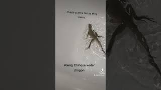 young Chinese water dragon came in, and is having her first bath 🥰🥰