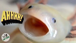 They Hold The Secret to Eternal Youth?! | Axolotl Facts | Laf Pack