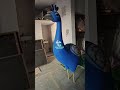 #3D#Peacock#InnovativeKreation#birthdaypartyideas#indore#