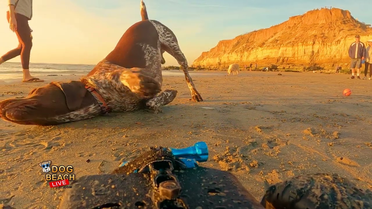 🌴BestOf DOG BEACH: Sunset at the Del Mar Cliffs during Low Tide🌴⛱️ 4K