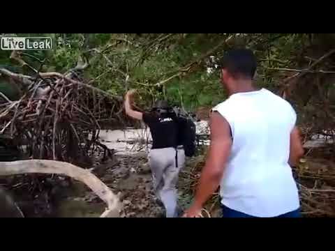 Humpback whale is found in the woods of beach on the island of Marajó, Pará &quot;subscribe PLEASE&quot;