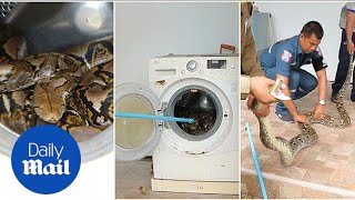 12ft long python hides inside washing machine in Thailand - Daily Mail