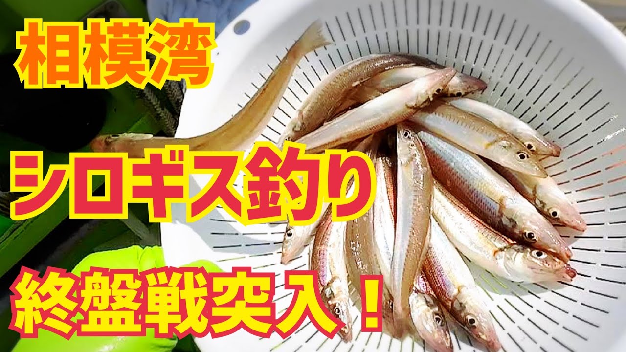 【シロギス釣り】相模湾で終盤戦！ちょい投げ・遠投どっちが釣れる？！エサ・仕掛け｜2025.8.3