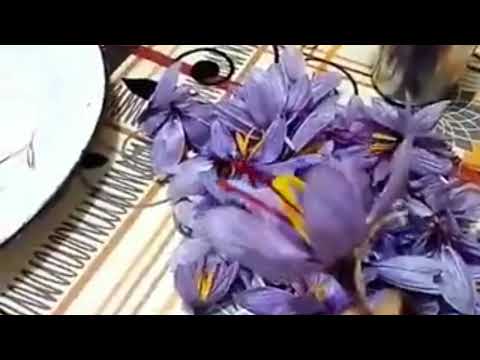 أجيوا تعرفوا على زهرة الزعفران الحر وطريقة جمعه والوقت المحدد لجنيه