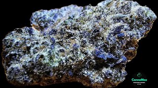 REVIEW🔥🥧 "Cali"⁉️ #Cantourage #vasco #PaveRuntz 24,5% #hybrid #kanada🇨🇦