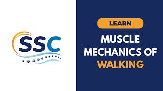 Details How Your Muscles Work When You Walk | Walking Mechanics Explained Update