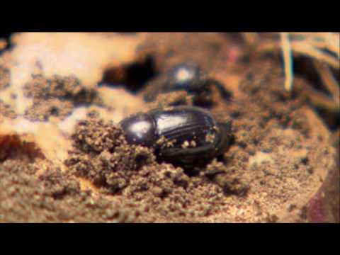 Video: Pengenalpastian Kumbang Gelap: Ketahui Mengenai Kawalan Kumbang Gelap