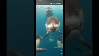 Dolphin Live wallpaper screenshot 1