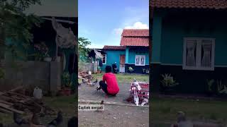 Merpati tinggian Rumahan Cilacap | Tiktok Merpati #tiktokmerpati #merpati #shorts #merpatiku