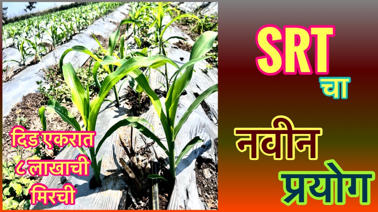 SRT चा नवीन प्रयोग।दिड एकरात ८ लाखाची मिरची