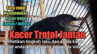 Kacer trotol jantan 2 1/2 bulan calon jawara ~ ciri ciri kacer trotol jantan #jaguar