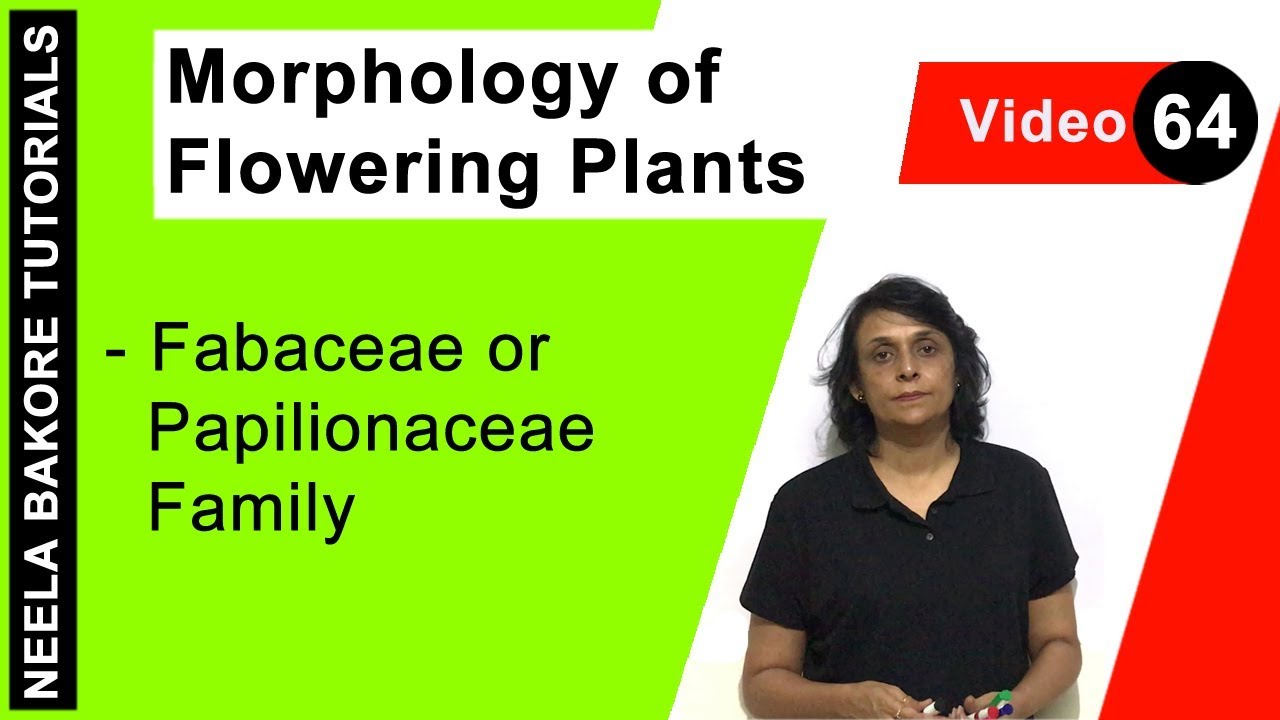 Morphology of Flowering Plants | NEET | Fabaceae or Papilionaceae Family | Neela Bakore Tutorials