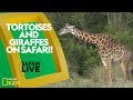 Animal Behavior and Ecosystem Roles