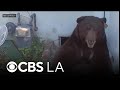 Altadena man finds large bear camping underneath his home