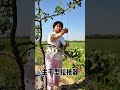 Fruit Tree Branch Shaping Machine 🌳 Smart Farming Tool for Perfect Orchard Growth #Shorts