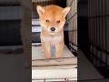野良の柴犬子犬を保護。1kgの小さな命を守り抜く。😭🐾Rescuing a stray Shiba Inu puppy. Protecting this 1kg miracle.❤️#shorts