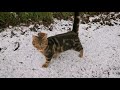 Irish winter / farm life / kitten / country living / homemade cookies