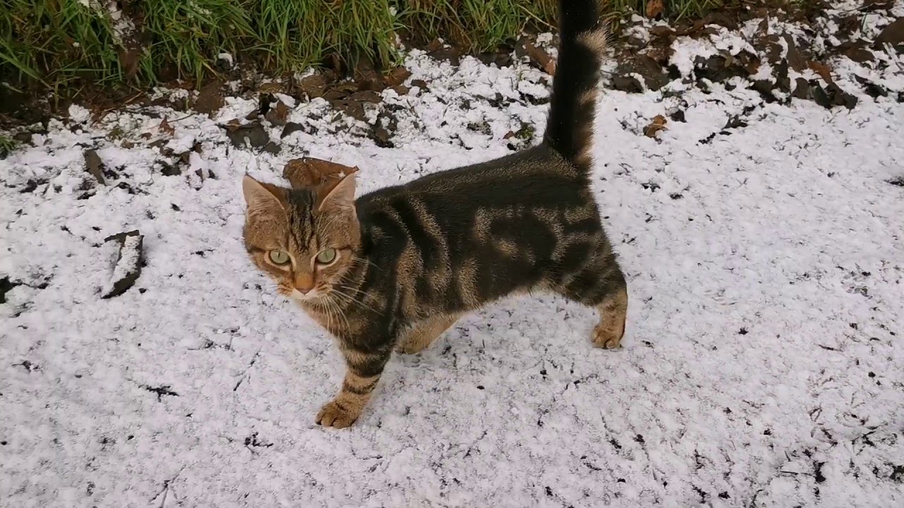 Irish winter / farm life / kitten / country living / homemade cookies