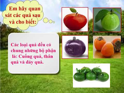 Mĩ thuật - Lớp 4 - Chủ đề 8: Vẽ theo mẫu - Vẽ quả có dạng hình cầu
