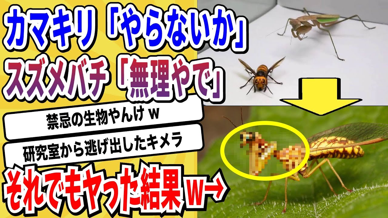 【2ch動物スレ】最強の昆虫「カマキリ」と「スズメバチ」のキメラが発見される→『禁忌の生命体』感にロマンしか感じないと話題にwwwww【なんj/にちゃん 面白いスレ】