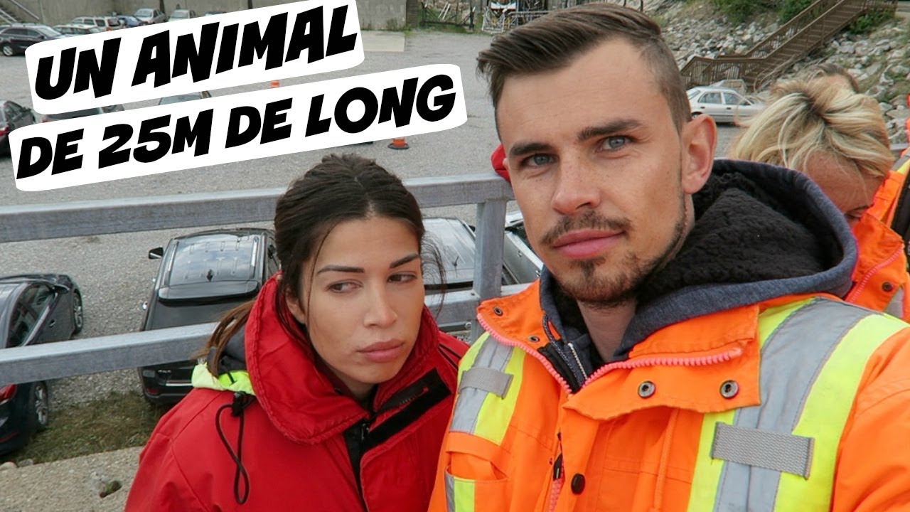 On va voir le plus gros animal au monde !