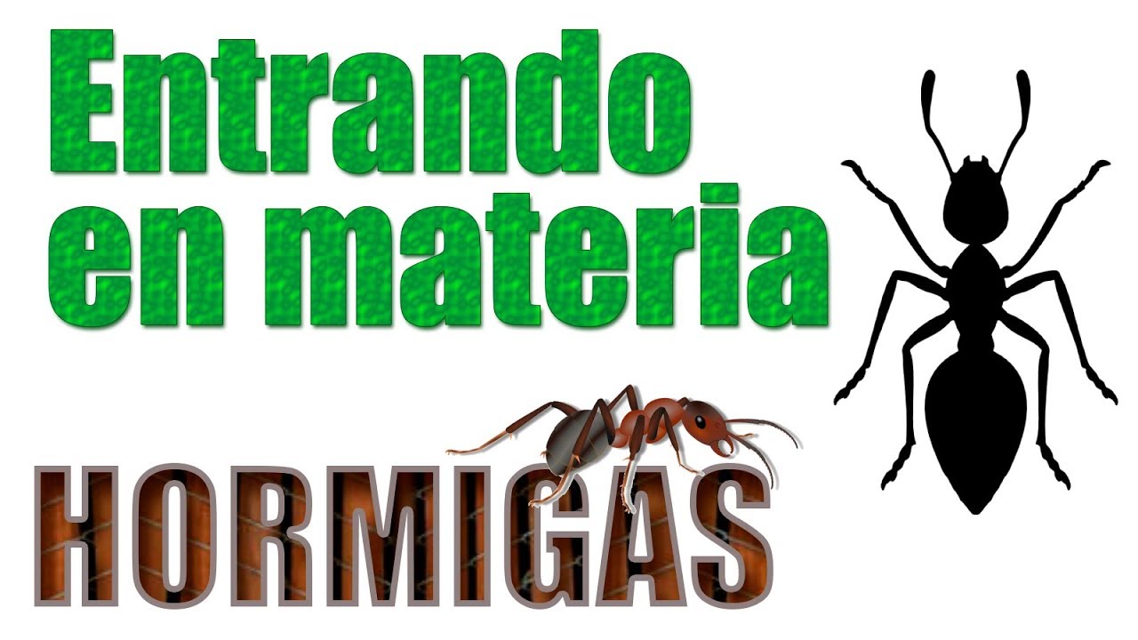 MIRMECOLOGÍA | CAPÍTULO 1, TEORÍA BÁSICA | VLOG ESPAÑOL