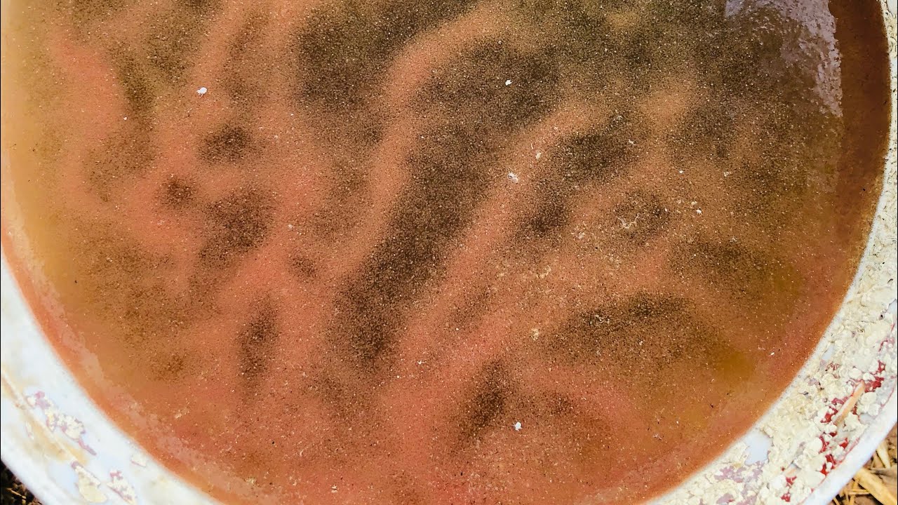 ทดลองเลี้ยงไรแดงแบบระบบวนหลูปไว้4วันปกติ3วันเก็บผลผลิต ได้ผลดีเกินคาด ย้ำว่าบูมเยอะๆทุกๆวัน