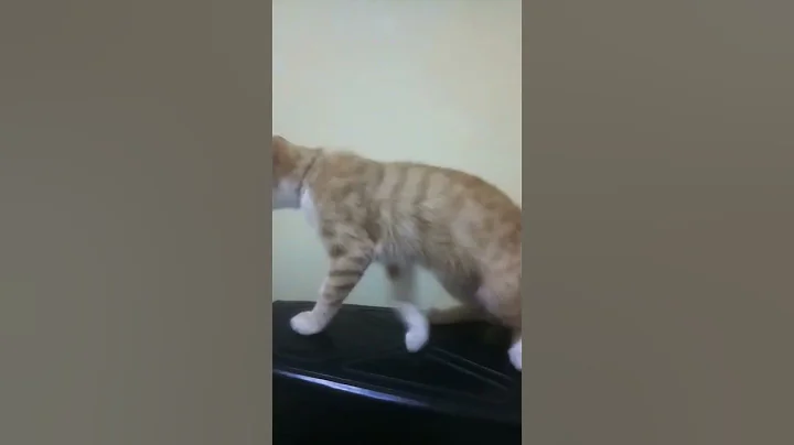 Watch the video about Fyp kucing