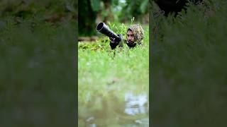 Birds Are The Messengers Of Joy, Flitting Through The Skies With Grace .