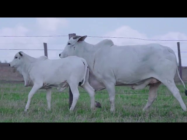 Lote 18 - FSAT 4496 - Nelore do  Golias