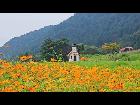 가을감성에 물든 노랑코스모스의 향연(Yellow Cosmos)~