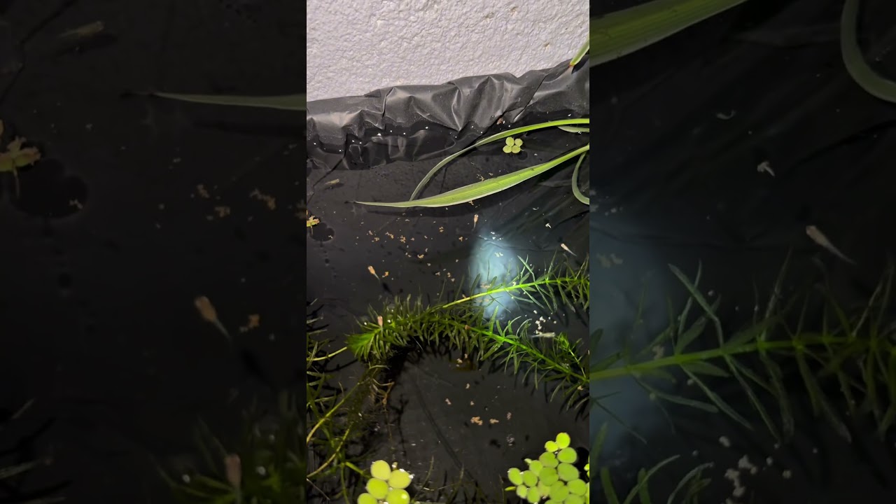 Being a guppy breeder DAY 3 