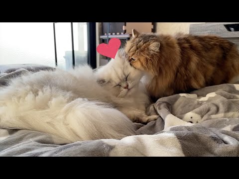 【ペルシャ猫】去勢避妊しても⁉️春から梅雨へ☔️季節の変わり目のペルシャ猫たち