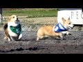 Corgi races at the race track