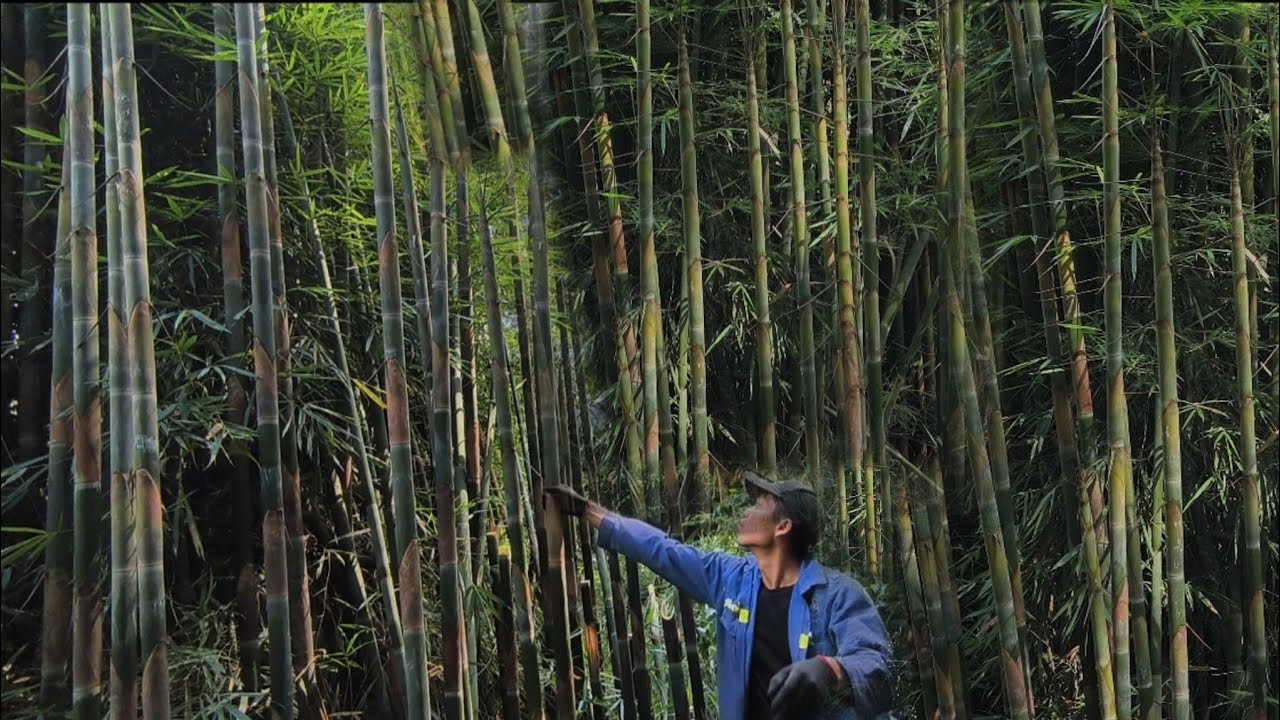 Harvesting Extremely Expensive Tropical Bamboo Shoots in Vietnam 