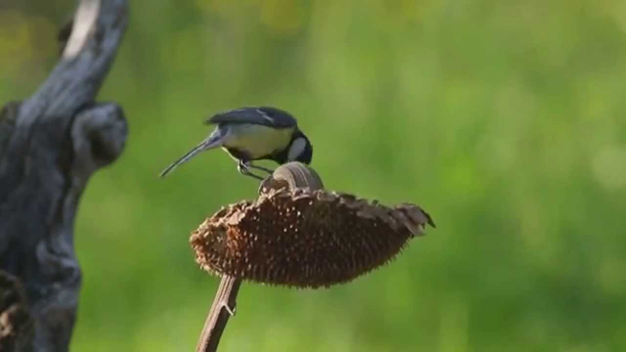Birdgardening IMGX5992