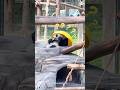 The panda cub’s baffling antics are hilarious 😂 #panda #cute #trending # #babypanda