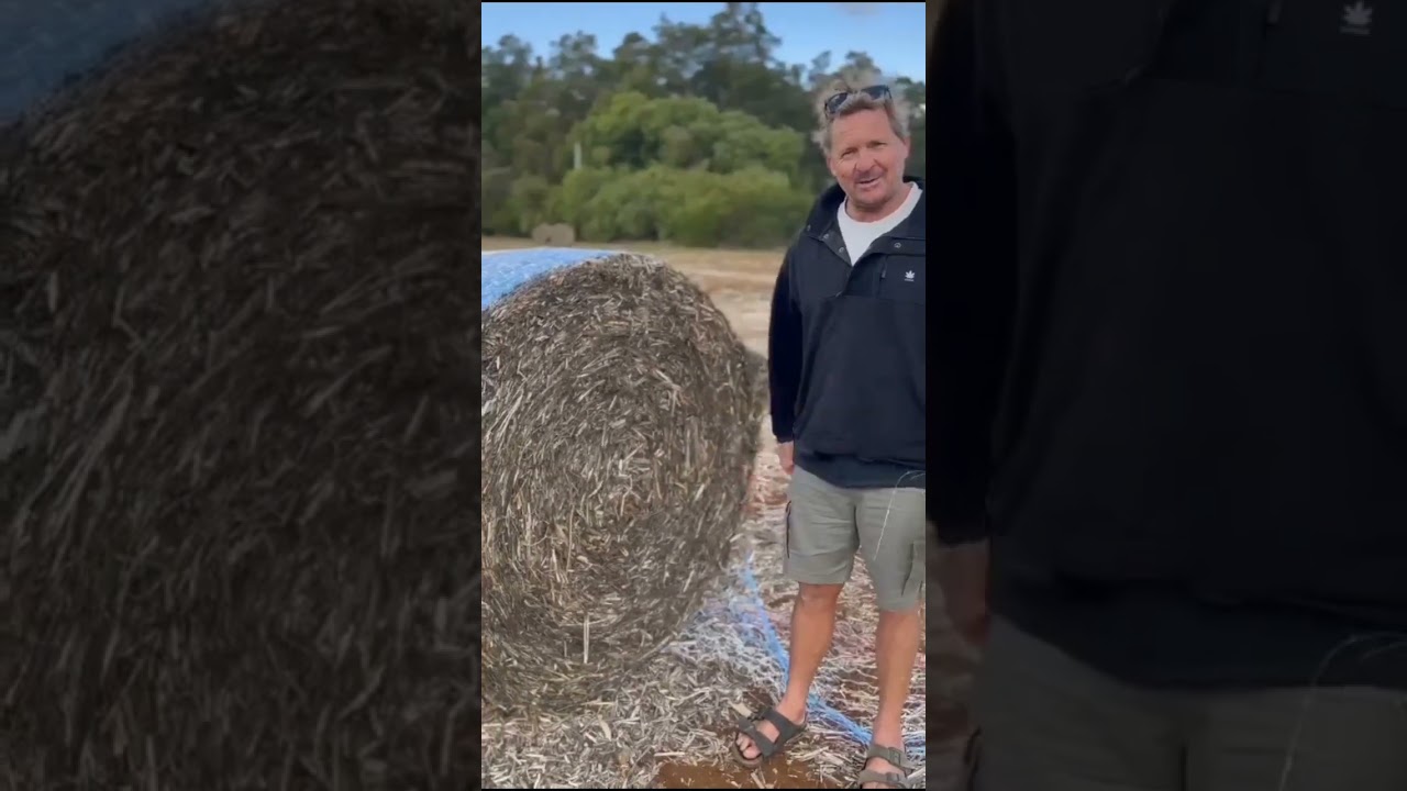 Another crop retted, baked and ready for processing 💪