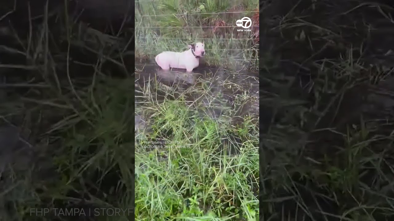 Hurricane Milton Dog Left Tied To Fence Rescued By Florida State Troopers