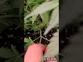 Cream Mandarine & Crystal Candy Tag 10 #gardening #indoor #spiderfarmerled