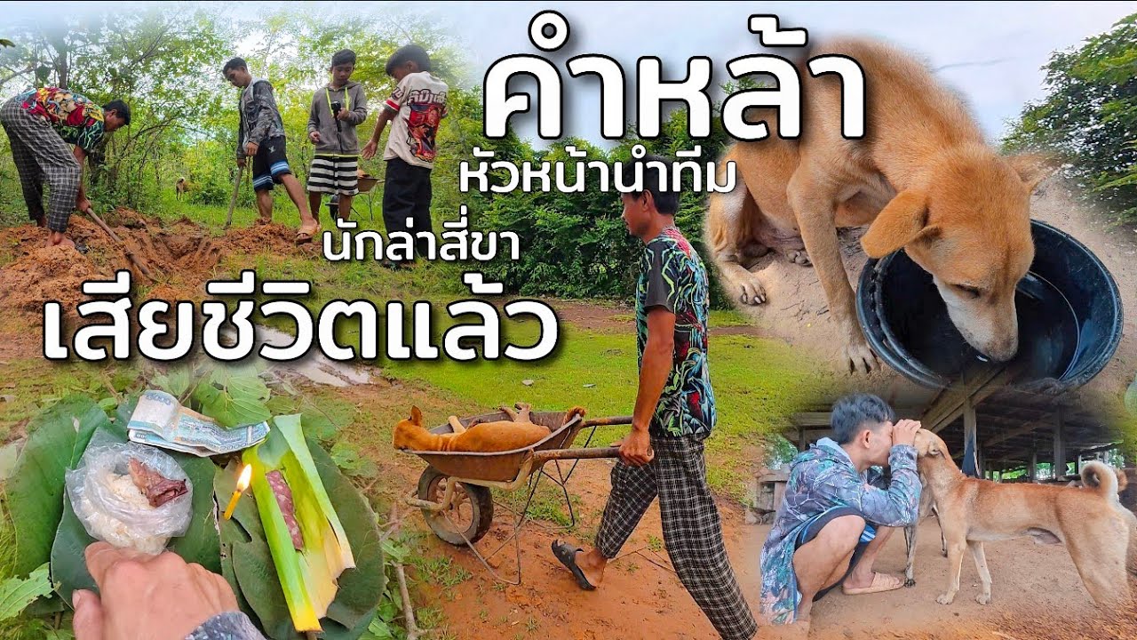 คำหล้าหัวหน้านำทีมนักล่า 4 ขาเสียชีวิตแล้ว// ຄຳຫຼ້າຫົວຫນ້ານຳທີມນັກລ່າ4ຂາເສຍຊີວິດແລ້ວ