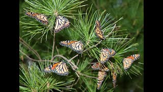 CUTE DOGS YARD IS FULL OF BEAUTIFUL BUTTERFLIES! BUTTERFLY VIDEO!